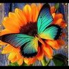 tiffany_rolland